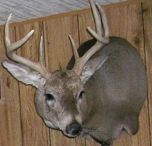 2012 Whitetail 8-Point Buck Shot From 288 Yards