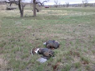 2013 Spring Turkeys - 2 Toms - Headshots From 116 Yards