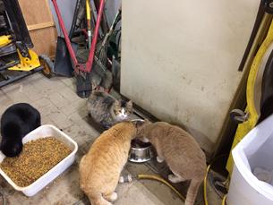 Outside rescue kitties in the heated garage - Spox, Punkin, Surfer, and long-haired Fluffy - An old refrigerator is great for storing the dry cat food.